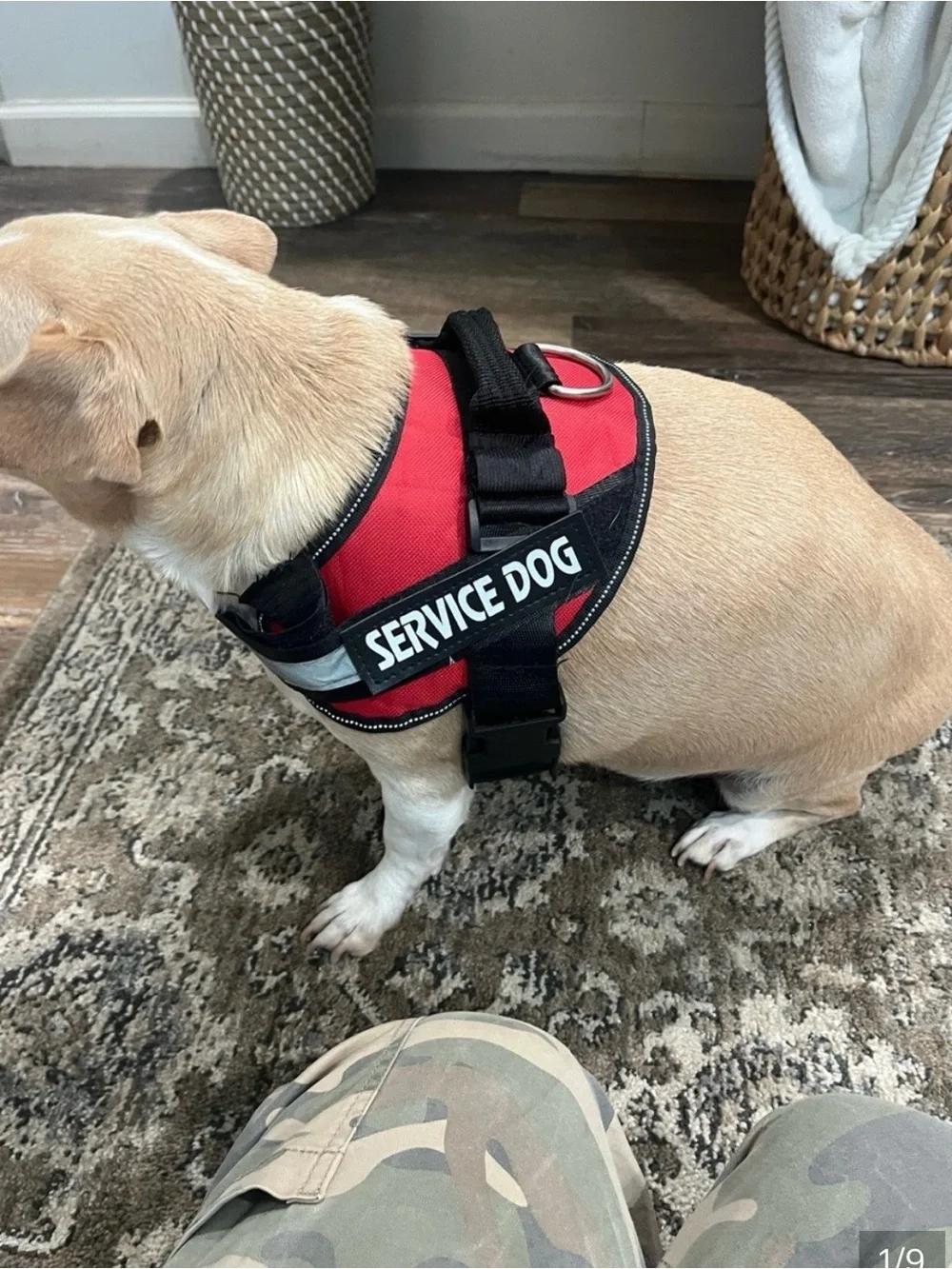 Service dog harness sz Med 25-30 lbs  Excellent condition